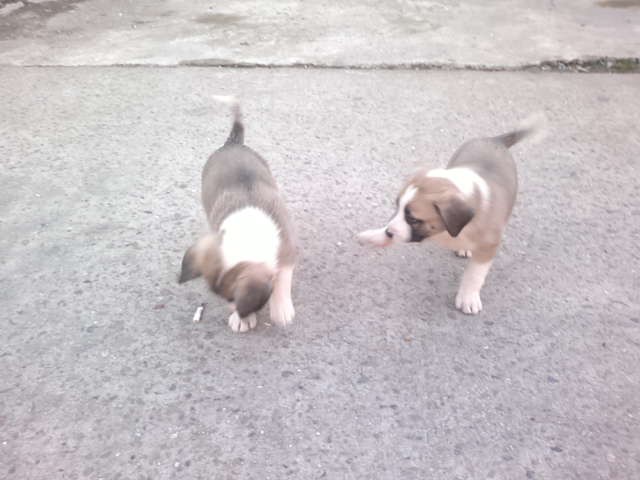 Щеночки в добрые руки.Ну очень симпатичные