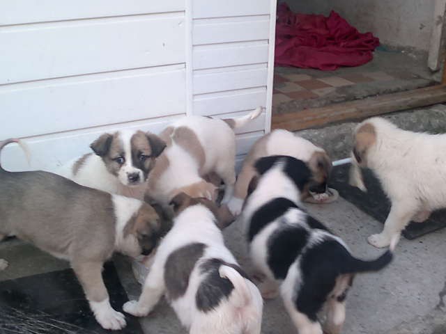 Щеночки в добрые руки.Ну очень симпатичные