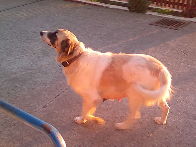 Щеночки в добрые руки.Ну очень симпатичные