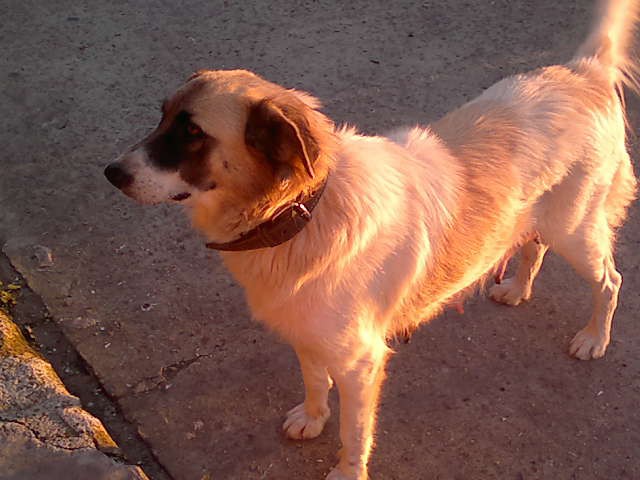 Щеночки в добрые руки.Ну очень симпатичные