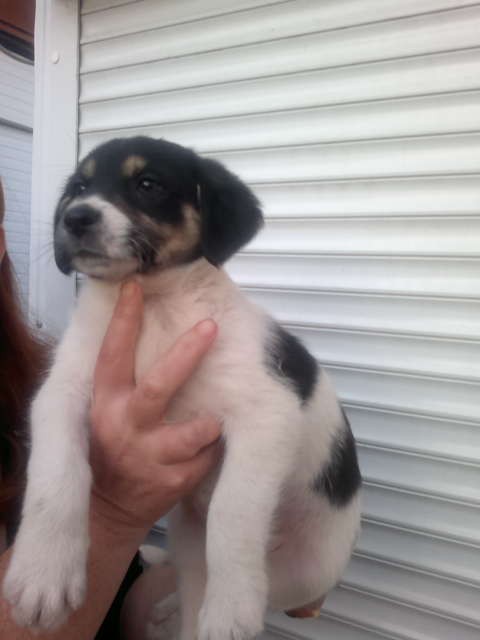 Щенки в добрые руки