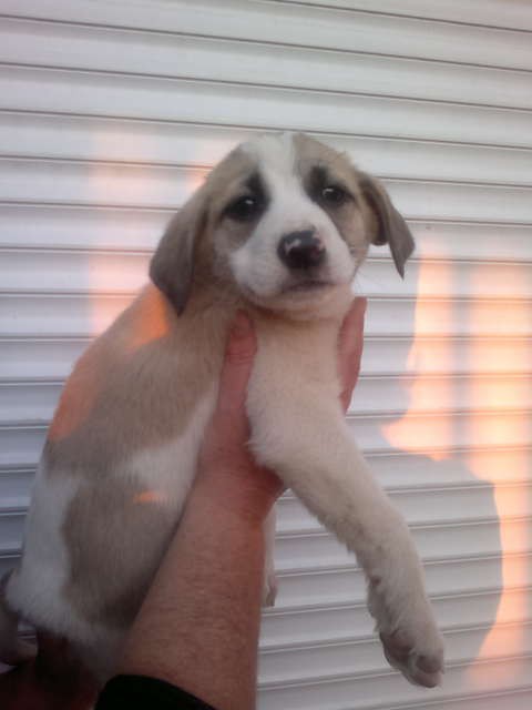 Щенки в добрые руки