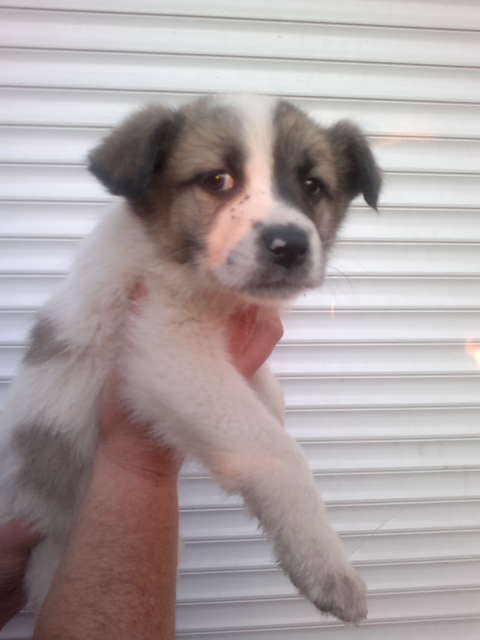 Щенки в добрые руки