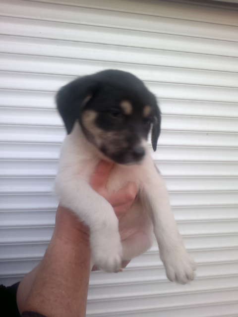 Щенки в добрые руки