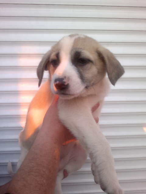 Щенки в добрые руки