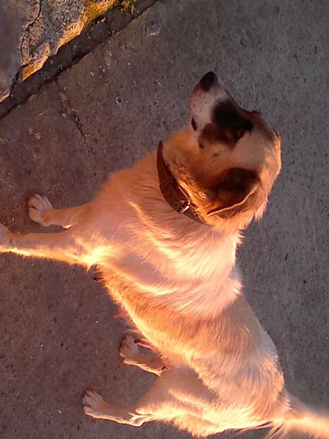 Щенки в добрые руки