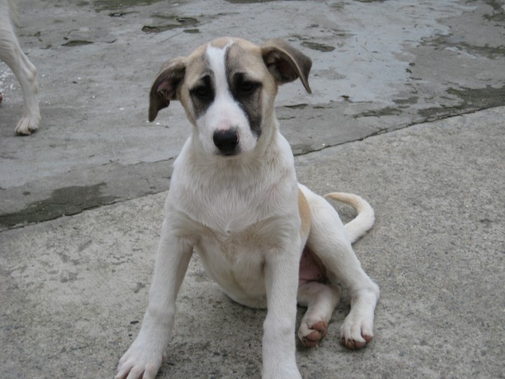 Щенки в добрые руки