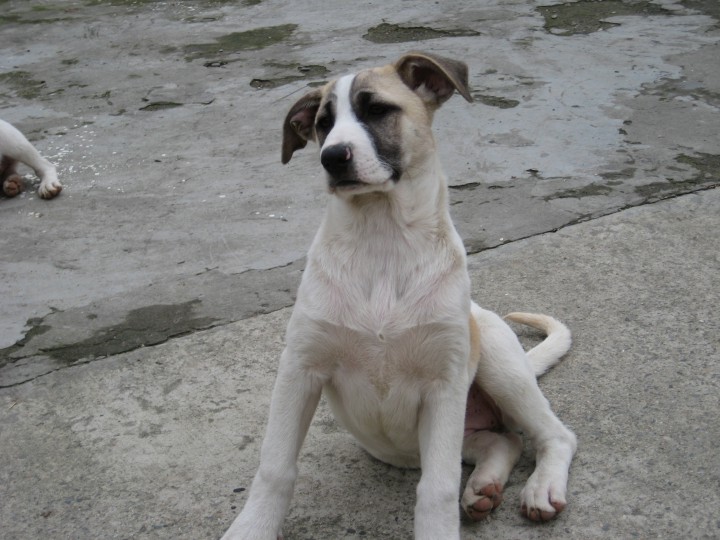 Щенки в добрые руки