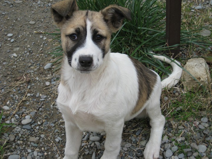 Щенки в добрые руки