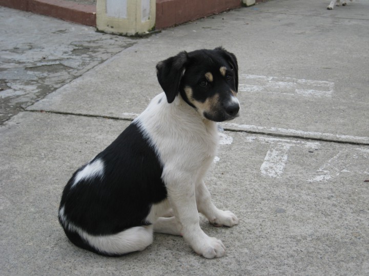 Щенки в добрые руки