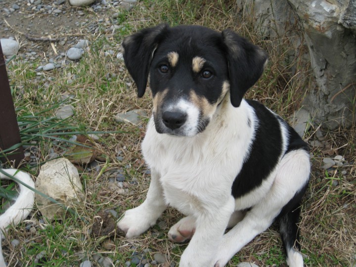 Щенки в добрые руки