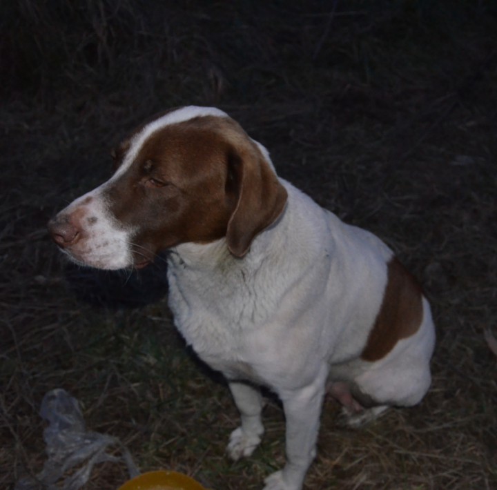 Щенки охотничьей породы,только в надежные руки