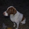 Щенки охотничьей породы,только в надежные руки