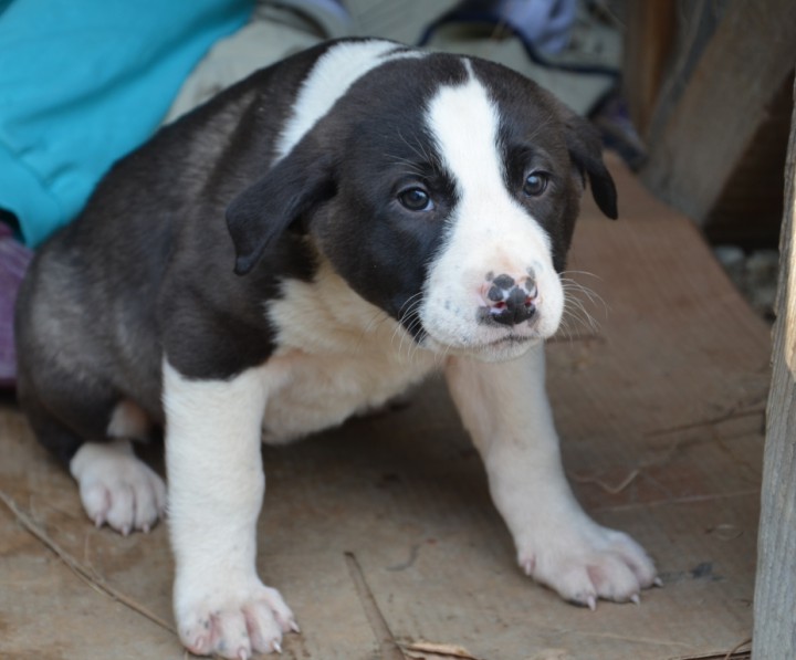 Щенки охотничьей породы в заботливые руки