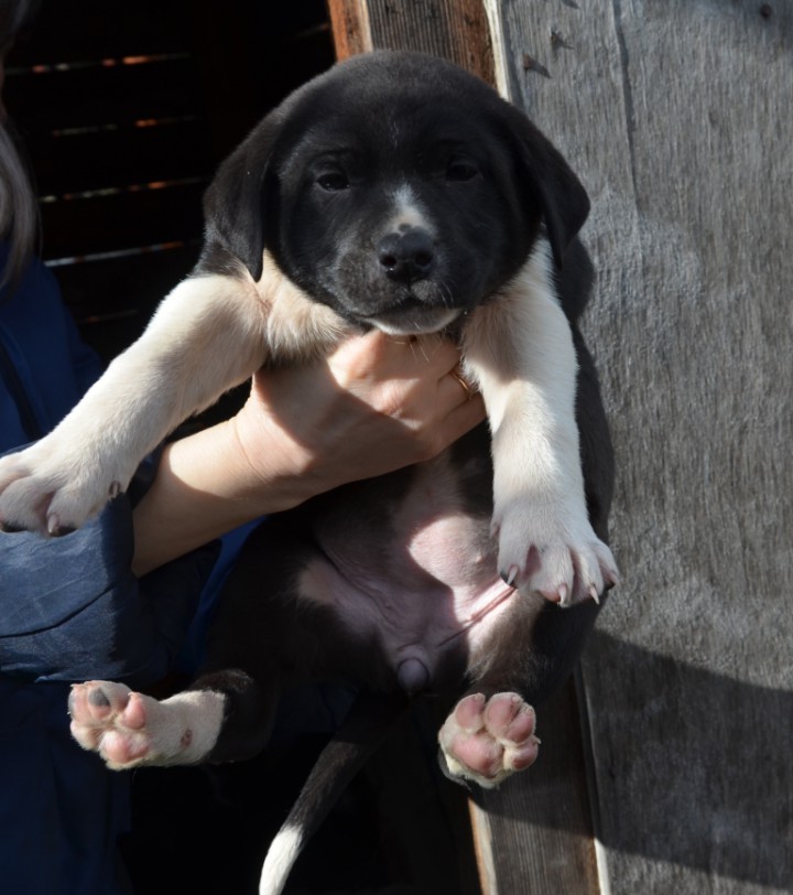 Щенки охотничьей породы в заботливые руки