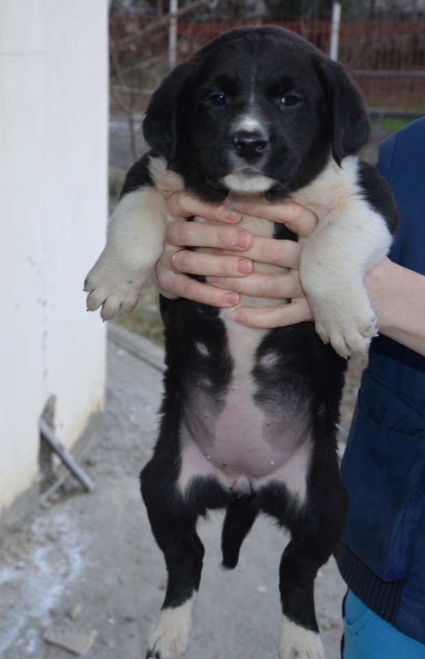 Щенки охотничьей породы в заботливые руки