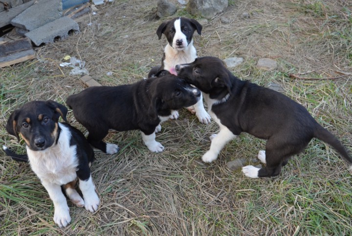 Щенки охотничьей породы только в надежные руки