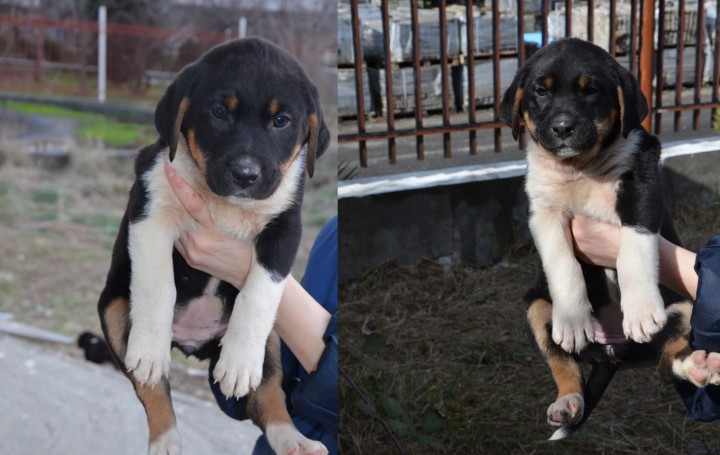 Щенки охотничьей породы только в надежные руки