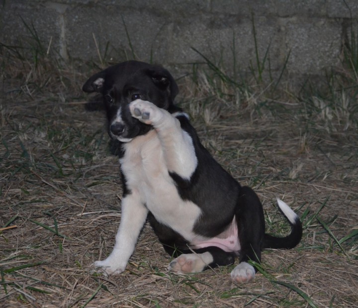 Щенки охотничьей породы только в надежные руки