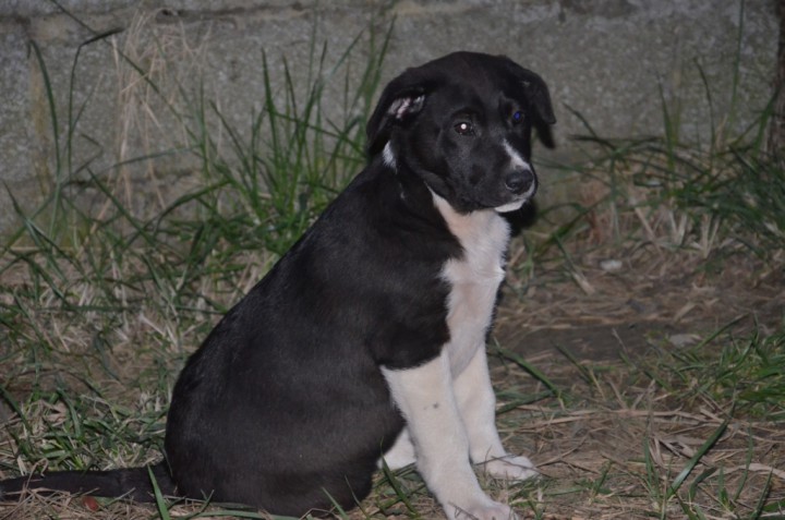 Щенки охотничьей породы только в надежные руки