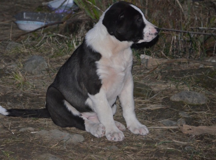 Щенки охотничьей породы только в надежные руки