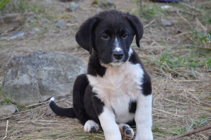 Щенки охотничьей породы только в надежные руки