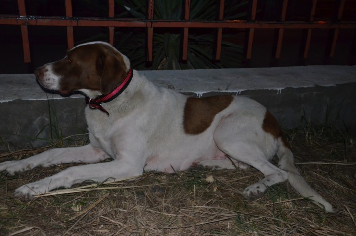 Щенки охотничьей породы только в надежные руки