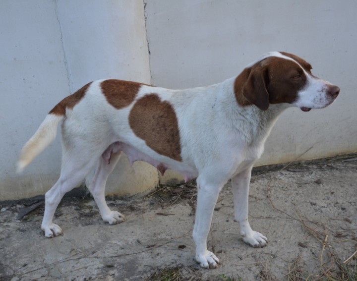 Щенки в надежные руки