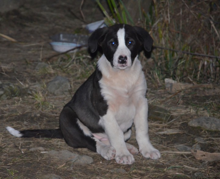 Щенки в надежные руки