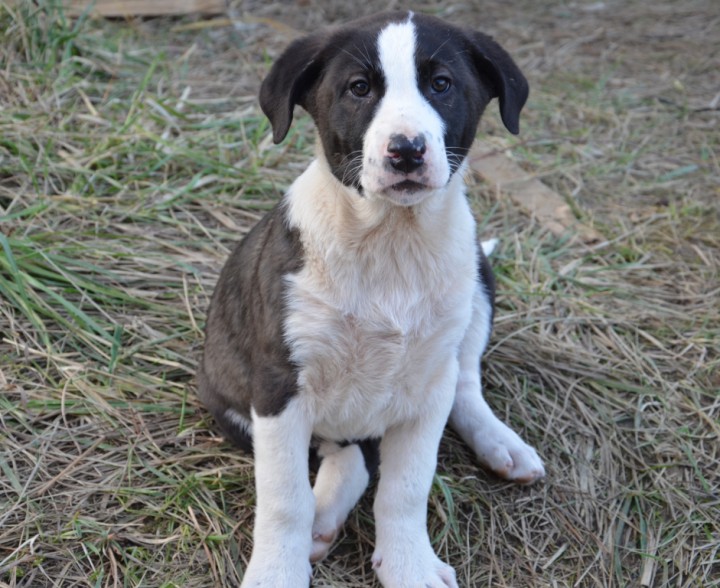 Щенки в надежные руки