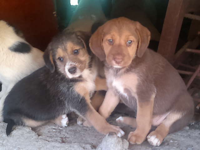 Щенки в добрые руки