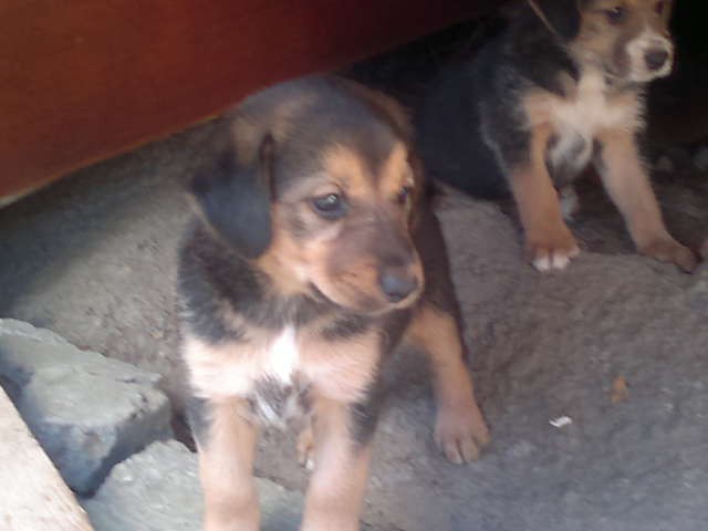 Щенки в добрые руки