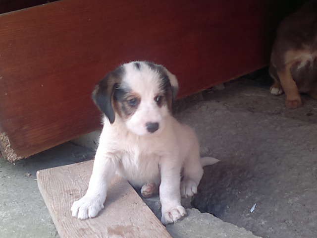 Щенки в добрые руки