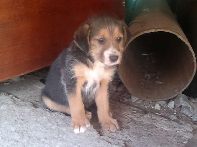 Щенки в добрые руки