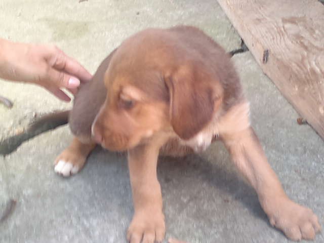 Щенки в добрые руки