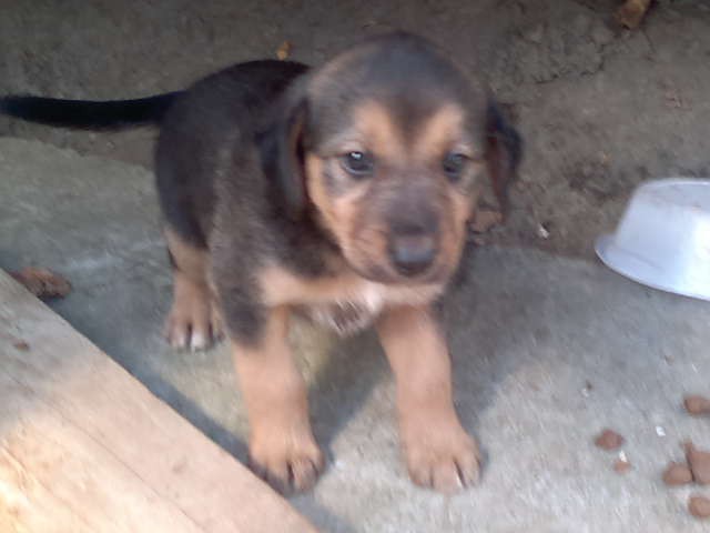 Щенки в добрые руки