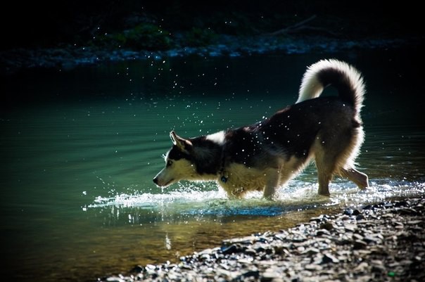 Бронирование щенков Сибирского Хаски !