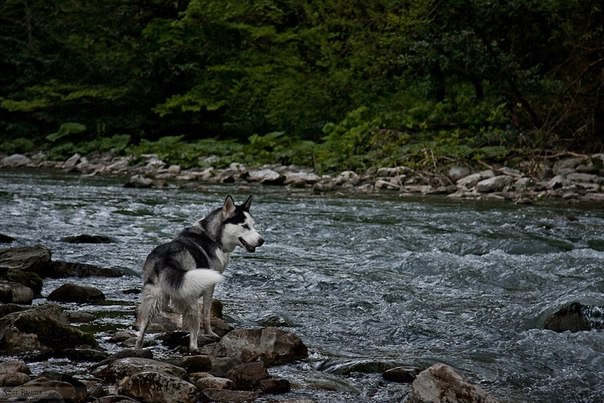 Бронирование щенков Сибирского Хаски !