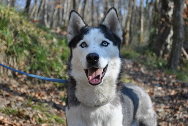 Бронирование щенков Сибирского Хаски !