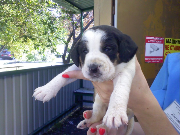 СРОЧНО ОТДАДИМ ПОДБРОШЕННЫХ ЩЕНКОВ