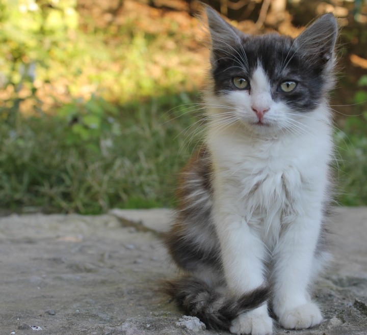 Мальчик в добрые руки