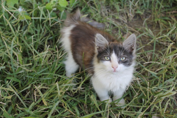 Мальчик в добрые руки