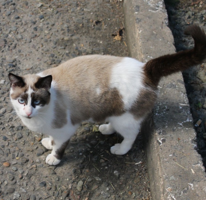 Стерилизованная сиамская кошка