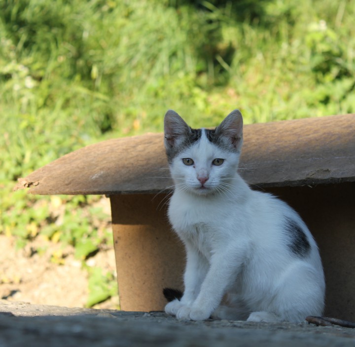 Котик в добрые руки