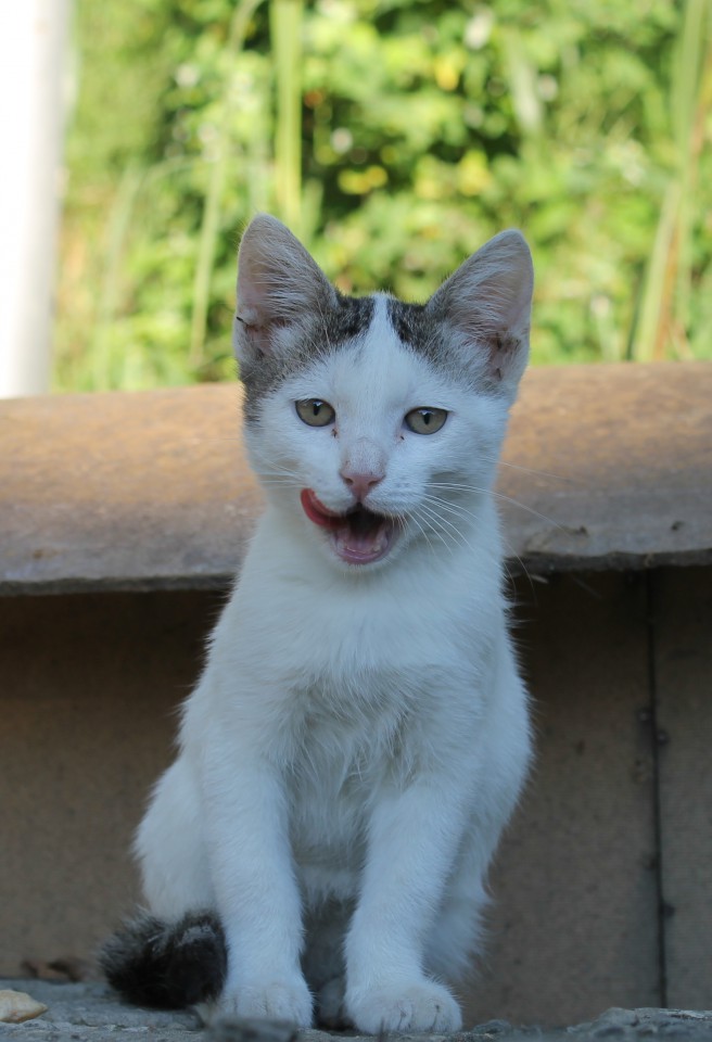 Котик в добрые руки