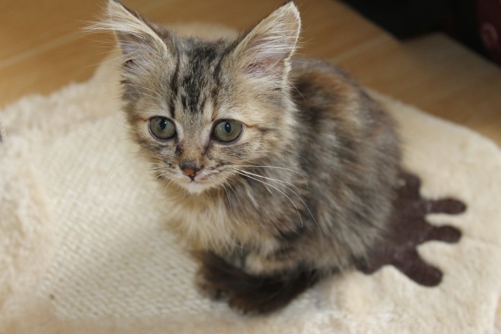 Котенок в добрые руки