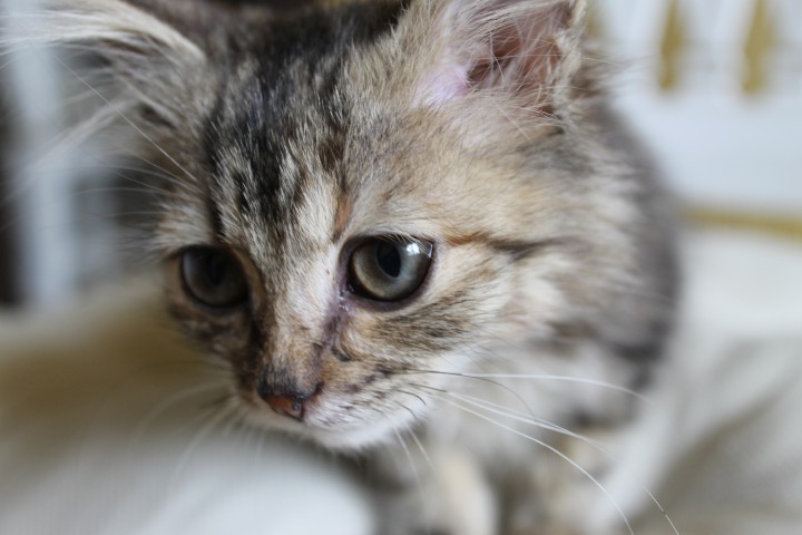 Котенок в добрые руки