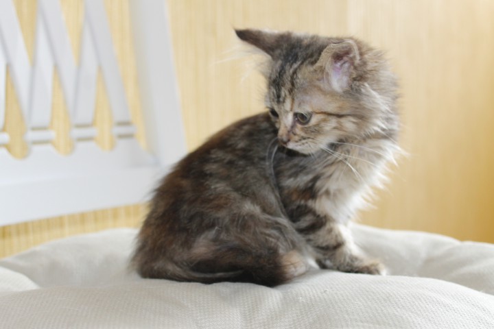 Котенок в добрые руки