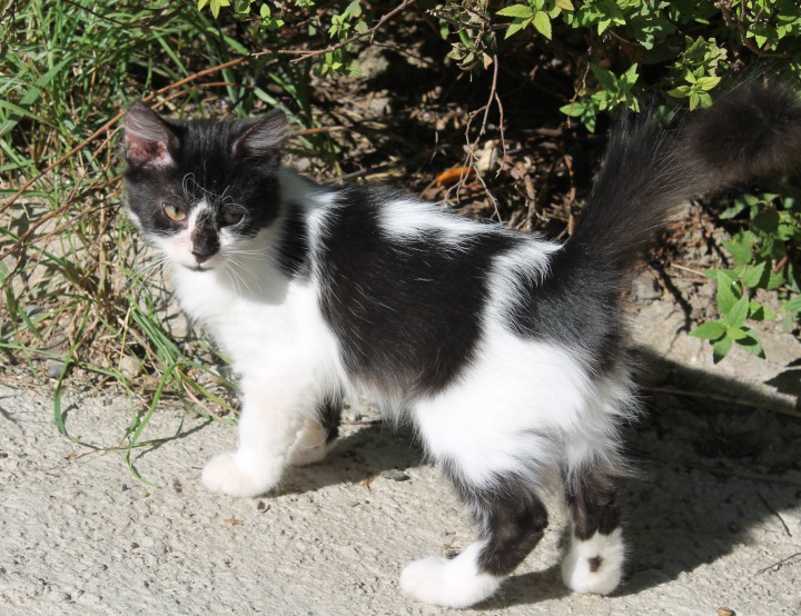 Котик ищет хозяина