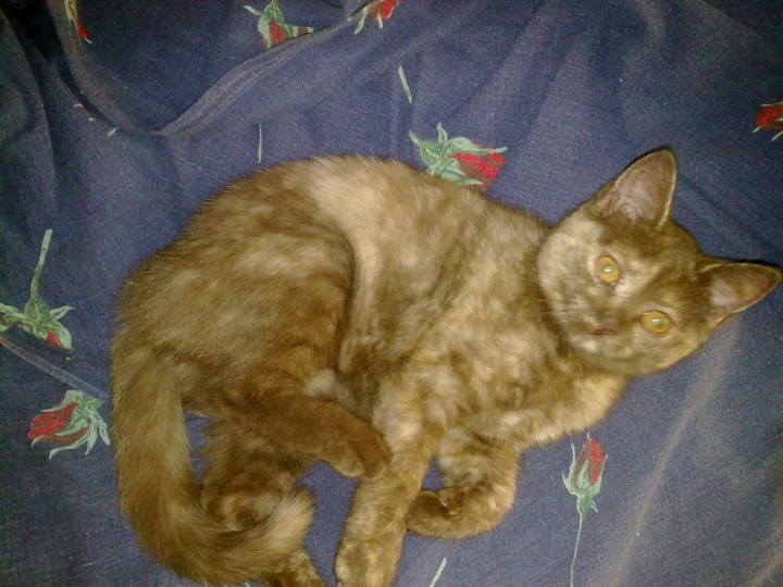 Кошка ищет дом